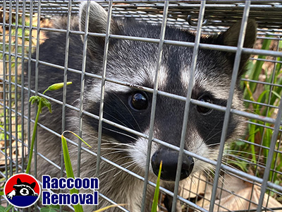 Kansas City raccoon trapping